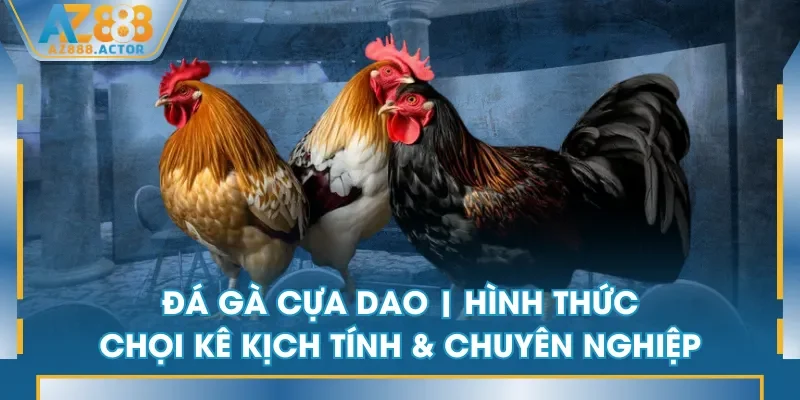 Đá gà cựa dao