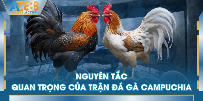 Nguyên tắc quan trọng của trận đá gà Campuchia
